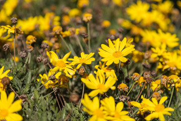 Picture of a group of yellow Daisy (Euryops pectinatus) Flowers captured in a sunny day.
