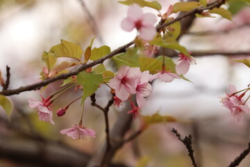 東京三鷹野川桜６