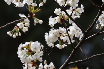 東京小金井野川桜１２
