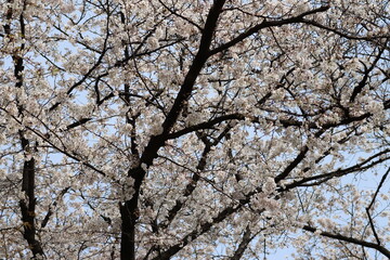 東京小金井野川桜１１