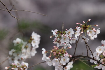 東京小金井野川桜２