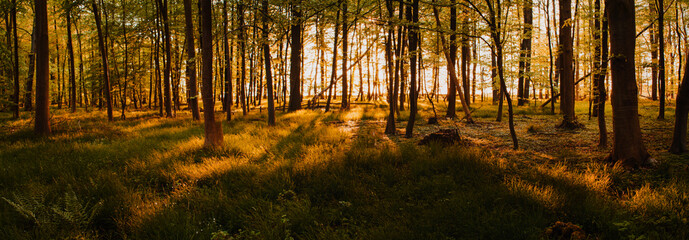 Beautiful panorama view of a forest with tree silhouettes and sunset warm light glow. White wild garlic flowers on the floor of a outdoor forest with colorful orange evening light glow and peaceful 