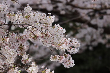 東京小金井野川桜１