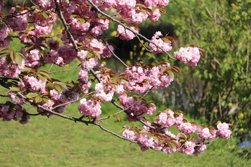東京三鷹野川桜１