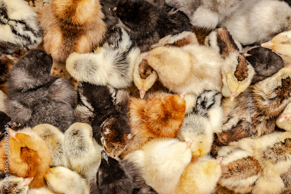 Poster lots of little chicks in a box at the agricultural farm