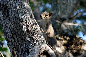 Cute squirrel climbing up tree at forest area Florida, USA