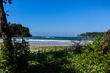 bush in front of the beach near the waves