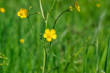 Butterblumen in Nahaufnahme mit grünem Wiesenbokeh
