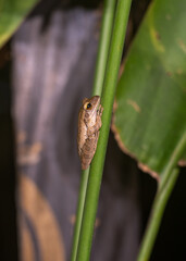 Obraz premium Frog on plant