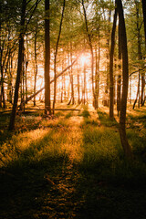 Colorful summer forest with warm sunset light coming into the forest with tree silhouettes and...