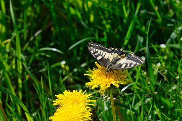 Ein Schwalbenschwanz auf einer gelben Löwenzahnblüte in Nahaufnahme
