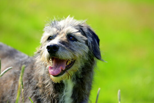 Alter Mischlingshund im Gras