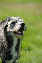 Alter Mischlingshund im Gras