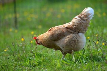 Hühnerhaltung im Freien