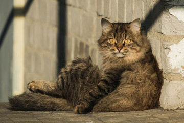 the look of a cat sitting outside an old building wall