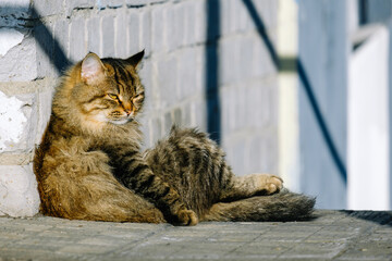the cat sits against the wall with half-closed eyes and waits