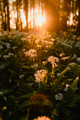 Beautiful white blossom wild garlic plants on the ground of a wonderful forest. Fresh natural wild herbs in the woodland. Warm evening sunset light in the woods on a magic spring day