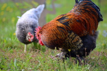 Hühnerhaltung im Freien