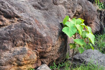 Green plant growing on a rock and stone with moss.