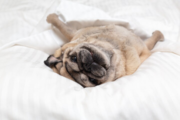 The beige pug lies in bed on white linen, covered with a blanket. A look at the camera. 