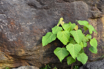 Green plant growing on a rock and stone with moss.