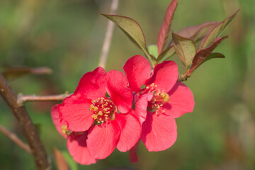 Chaenomeles japonica flowers closeup selective focus