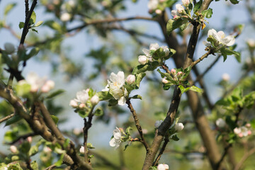 blooming apple tree selective focus