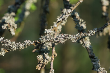 Hypogymnia physodes, monk's-hood lichen on old apple tree branches selective focus