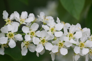 Obraz na płótnie Canvas Prunus padus, bird cherry, hackberry flowers on branches closeup selective focus