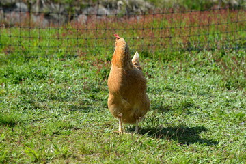 Hühnerhaltung im Freien