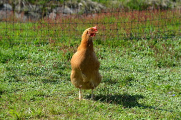 Hühnerhaltung im Freien