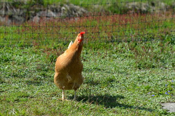 Hühnerhaltung im Freien