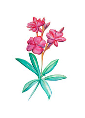 Watercolor illustration of oleander flower
