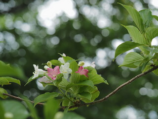 初夏の美しいハコネウツギ