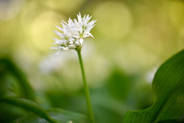 Close-up of a wild Garlic  (allium ursinum) flower in spring
