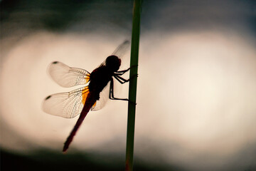 sympetrum sanguineum