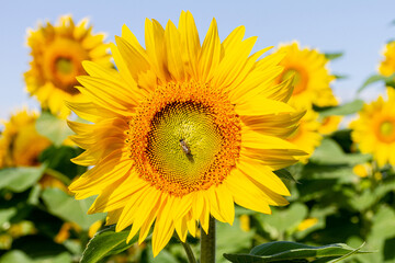 A honey bee sits in the center of a sunflower.