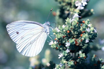 Butterfly on a flower.