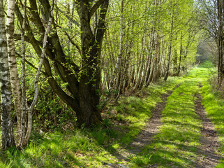 Krajobraz leśny wczesną wiosną na Pomorzu