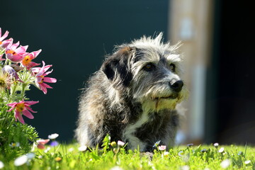 Alter Mischlingshund im Gras