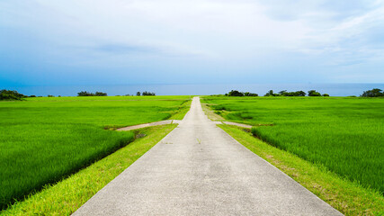 一面緑りに覆う田んぼの中を一本に伸びる農道と遠くに見える日本海