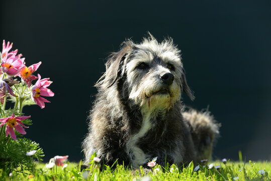 Alter Mischlingshund im Gras