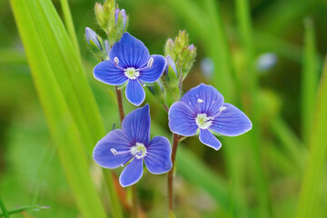 Closeup on the brlliant blue flowers of germander speedwell, Veronica chamaedrys
