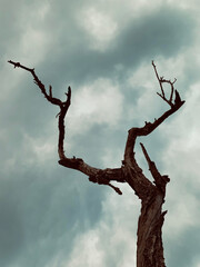 Fototapeta premium albero 