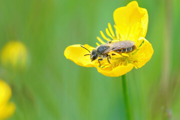 Closeup of a red bellied miner, Andrena ventralis, hiding in the yellow flower of a meadown buttercup, Ranuculus acris