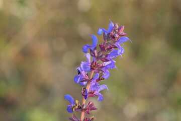 Blue violet wild flower on a meadow with defocused background