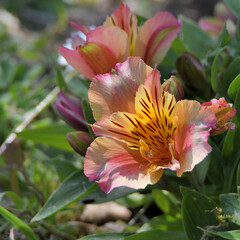 Beautiful alstroemeria flowers in a garden