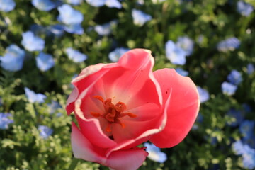 ネモフィラとチューリップ