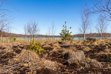 Peat bogs, brown bog earth, swamp birch trees, bog lake, blue sky at spring. Mesh of fluffy moss at...