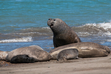 Fototapeta premium Elephant seal couple mating, Peninsula Valdes, Patagonia, Argentina